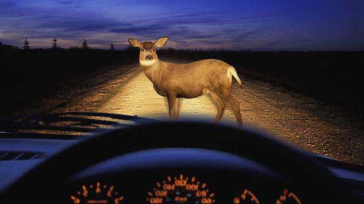 车灯下的鹿.